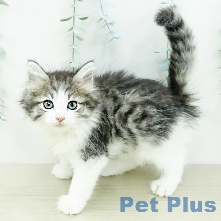 ノルウェージャンフォレストキャット