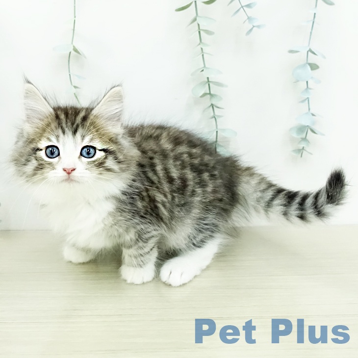ノルウェージャンフォレストキャットの写真2