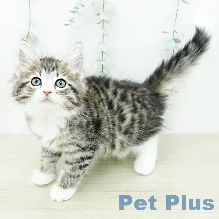 ノルウェージャンフォレストキャット