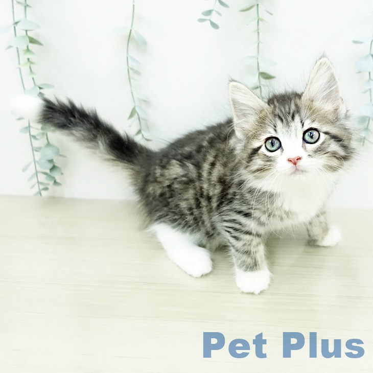 ノルウェージャンフォレストキャット