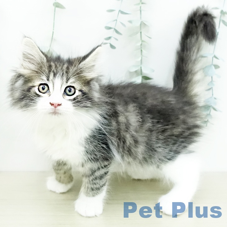 ノルウェージャンフォレストキャット