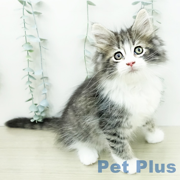 ノルウェージャンフォレストキャットの写真2