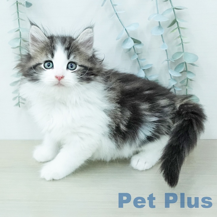 ノルウェージャンフォレストキャットの写真1