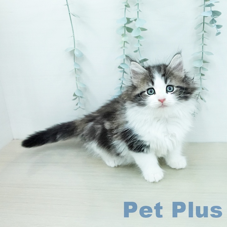 ノルウェージャンフォレストキャットの写真2