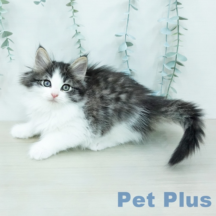 ノルウェージャンフォレストキャットの写真2