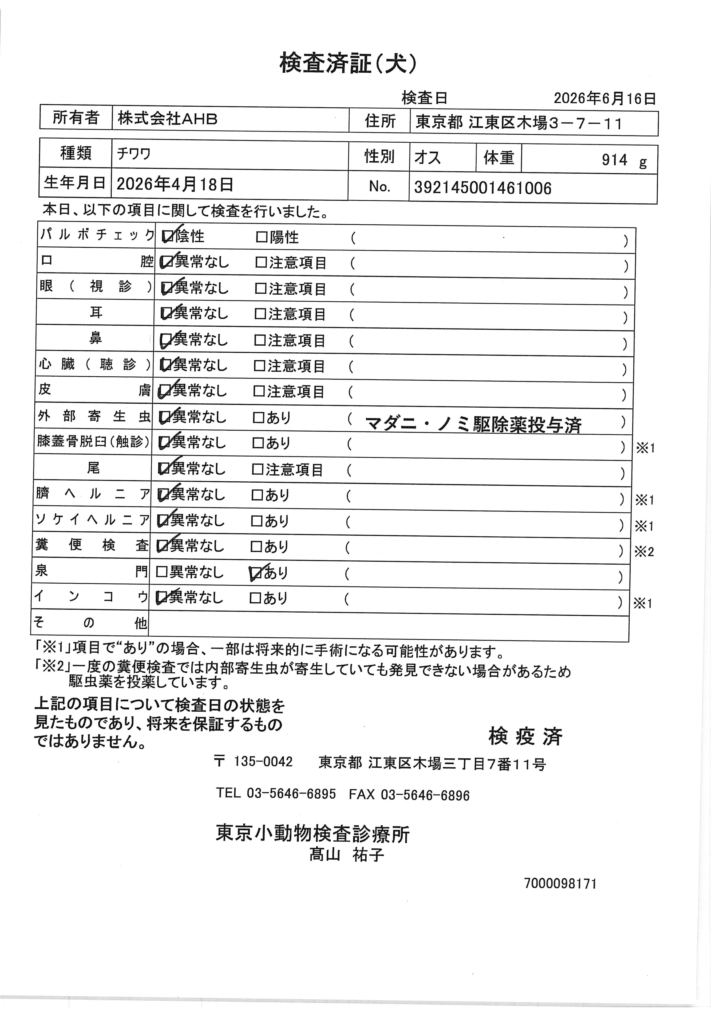 チワワ