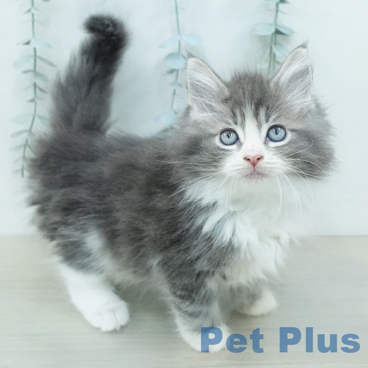 ノルウェージャンフォレストキャット