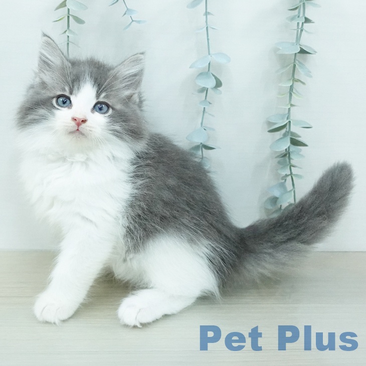 ノルウェージャンフォレストキャット