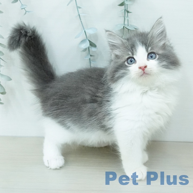 ノルウェージャンフォレストキャット