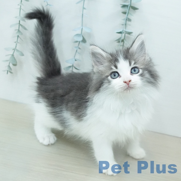 ノルウェージャンフォレストキャット