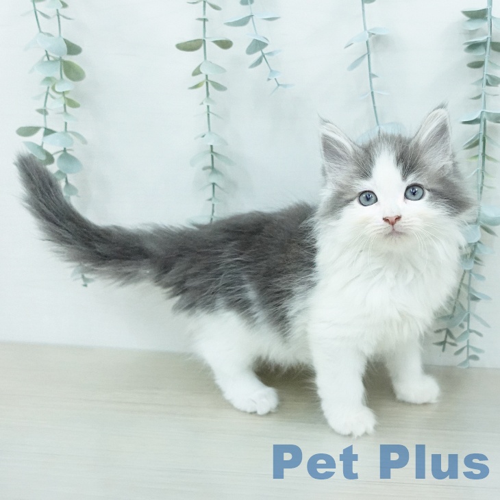 ノルウェージャンフォレストキャットの写真2