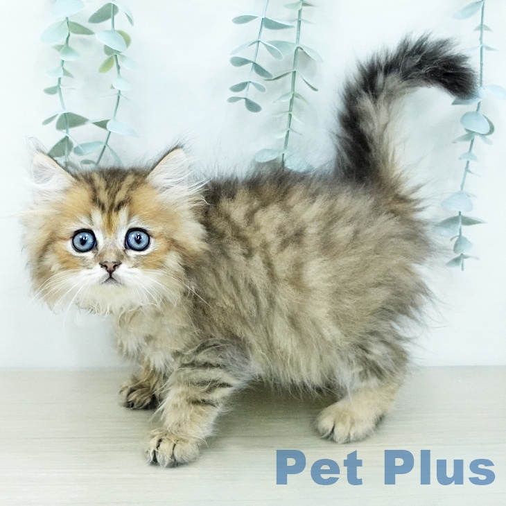 ペルシャの写真2