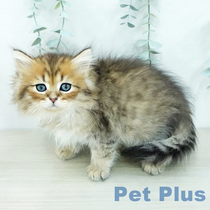 ペルシャ