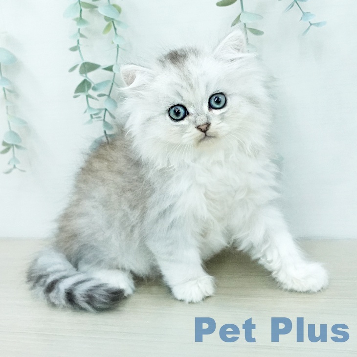 ペルシャ