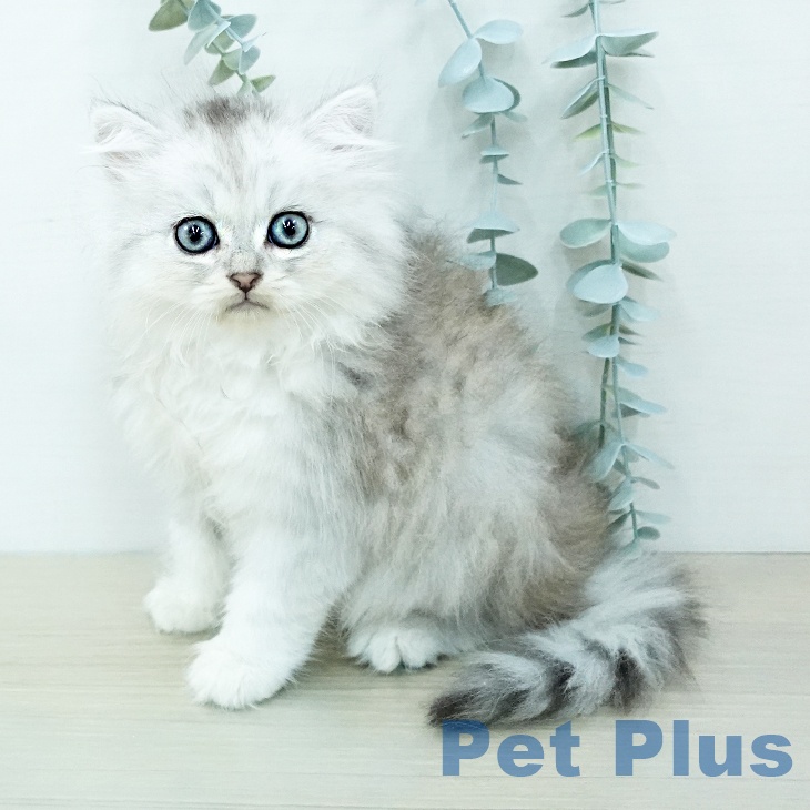 ペルシャ