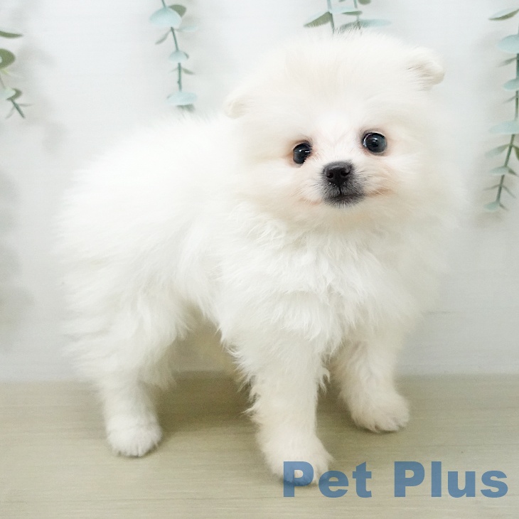 山形県のポメラニアン (ペットプラス 天童店/2026年4月27日生まれ/男の子/クリーム)の子犬