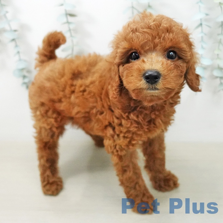 神奈川県のトイプードル(トイ) (ペットプラス 座間店/2026年5月1日生まれ/男の子/レッド)の子犬の2枚目の画像