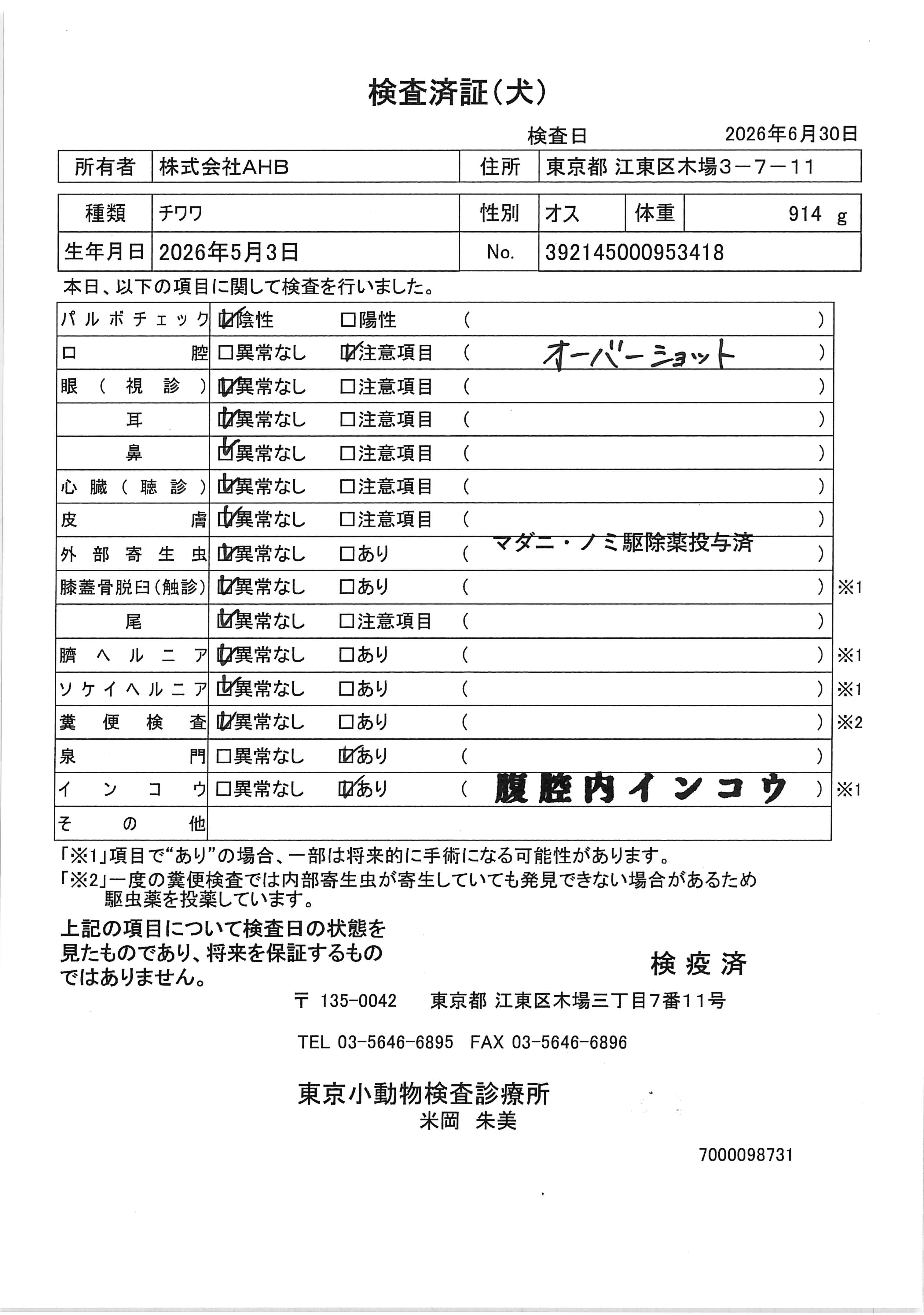 チワワ