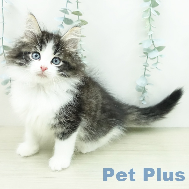 ノルウェージャンフォレストキャット