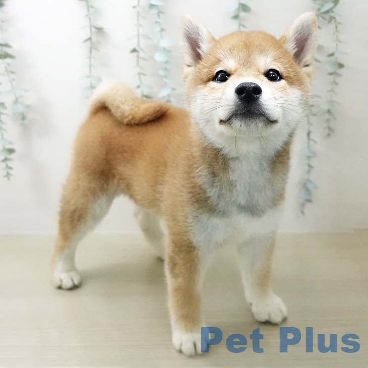 柴