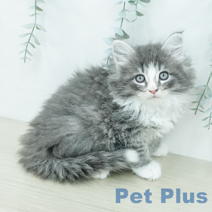 ノルウェージャンフォレストキャット
