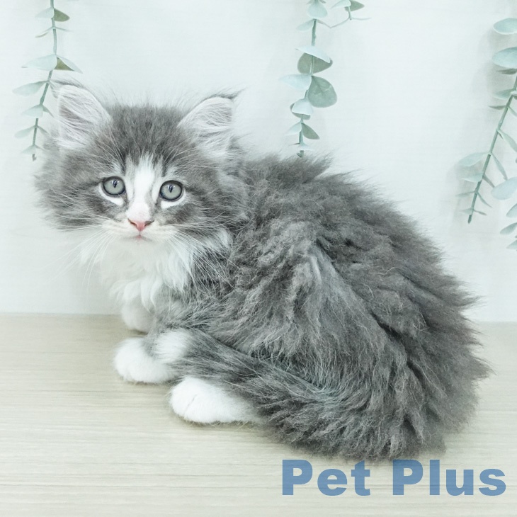 ノルウェージャンフォレストキャットの写真2