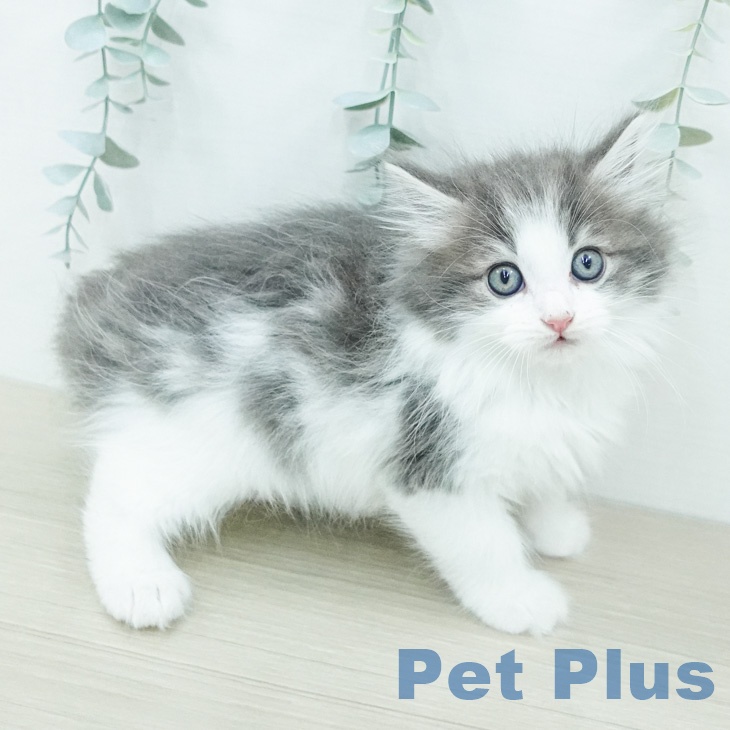 ノルウェージャンフォレストキャット