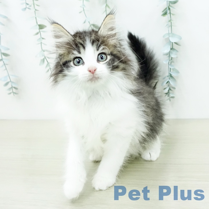 ノルウェージャンフォレストキャット
