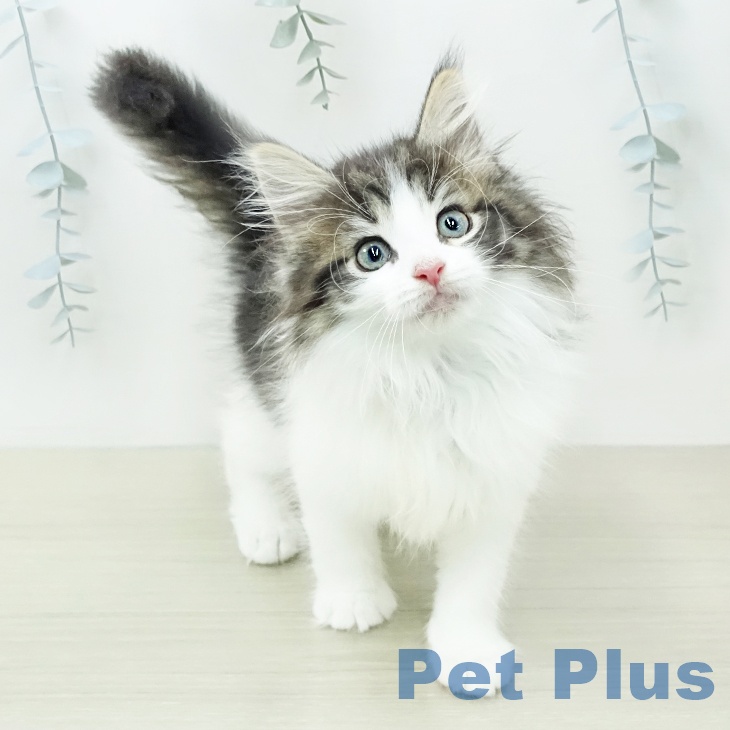 ノルウェージャンフォレストキャット