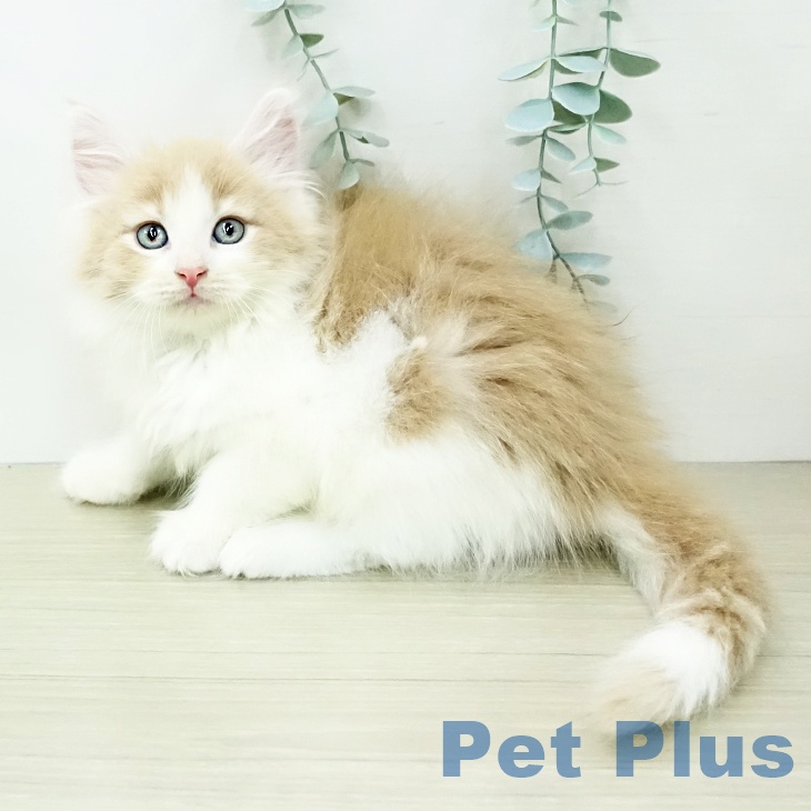 ノルウェージャンフォレストキャット