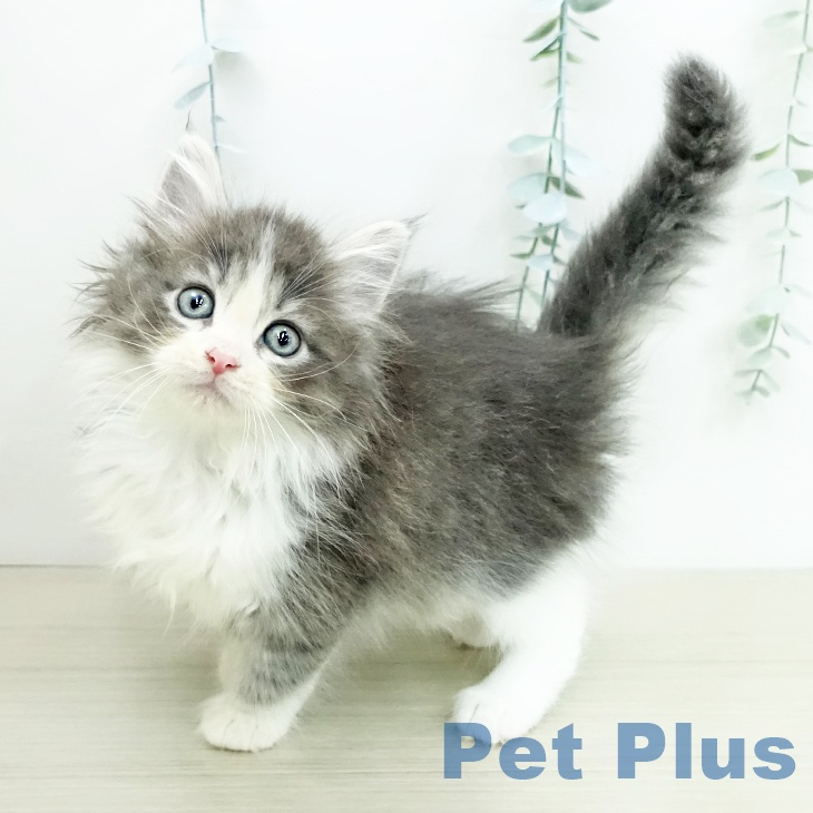 ノルウェージャンフォレストキャット