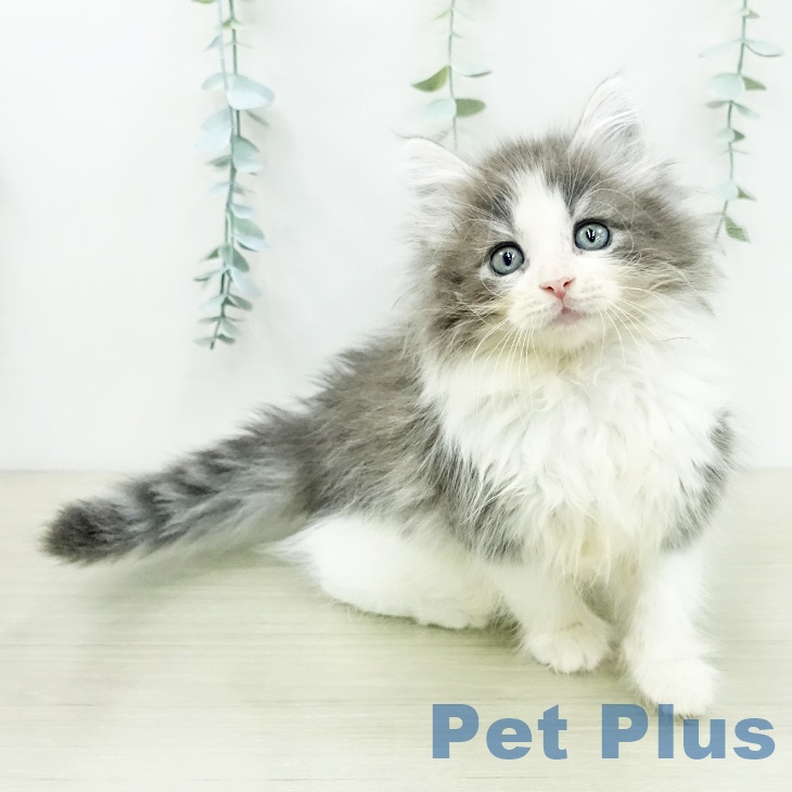 ノルウェージャンフォレストキャットの写真2