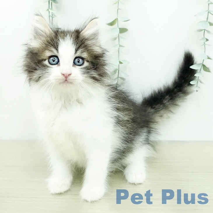 ノルウェージャンフォレストキャット