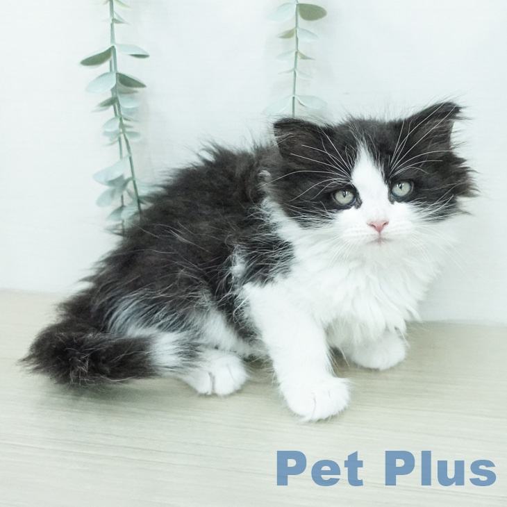 ノルウェージャンフォレストキャットの写真2