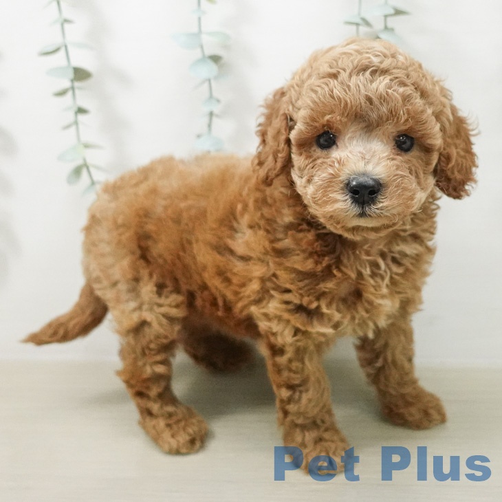 東京都のトイプードル(トイ) (ペットプラス 多摩平の森店/2026年5月15日生まれ/男の子/レッド)の子犬の1枚目の画像