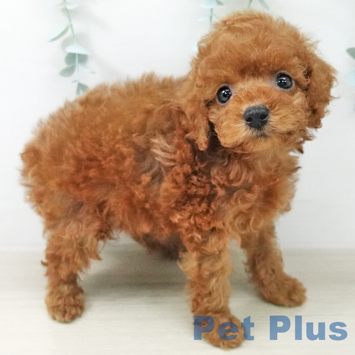 新潟県のトイプードル(トイ) (ペットプラス 新潟亀田インター店/2026年5月19日生まれ/男の子/レッド)の子犬の2枚目の画像