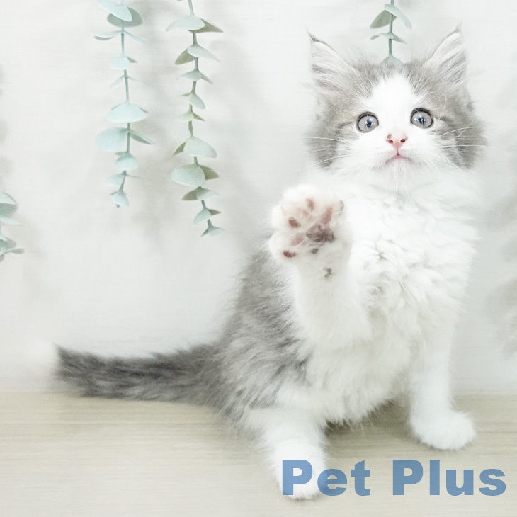 ノルウェージャンフォレストキャット
