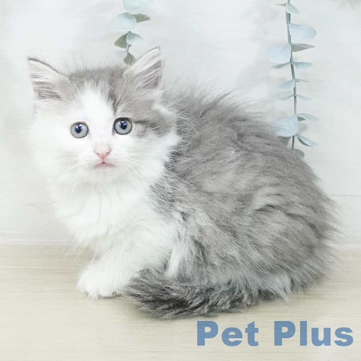 ノルウェージャンフォレストキャット