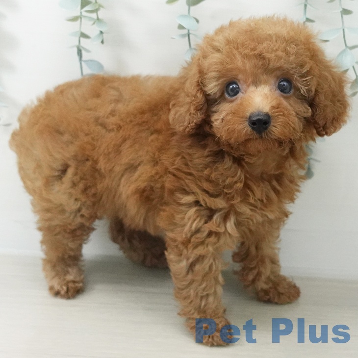 東京都のトイプードル(トイ) (ペットプラス 日の出店/2026年5月24日生まれ/男の子/レッド)の子犬の1枚目の画像