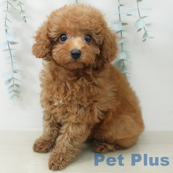 東京都のトイプードル(トイ) (ペットプラス 日の出店/2026年5月24日生まれ/男の子/レッド)の子犬の2枚目の画像