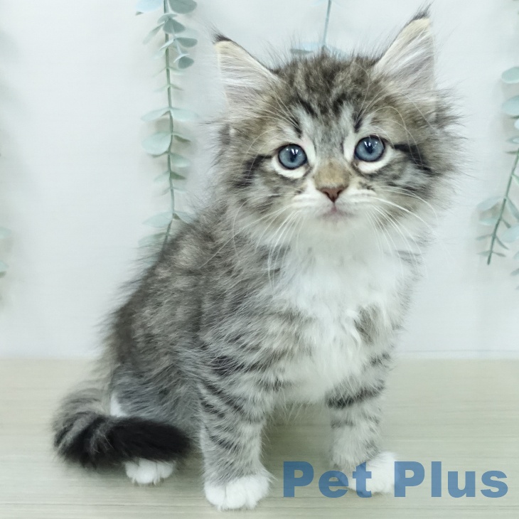 ノルウェージャンフォレストキャットの写真2