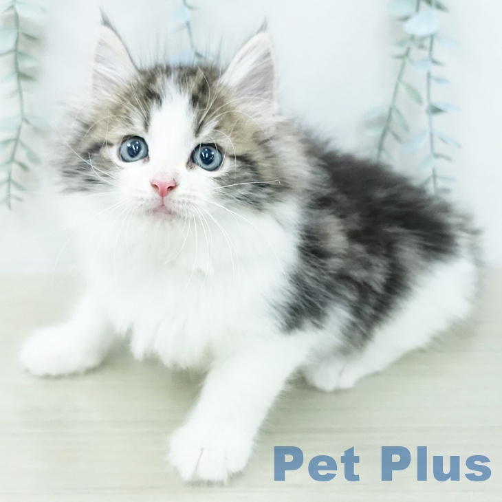 ノルウェージャンフォレストキャット