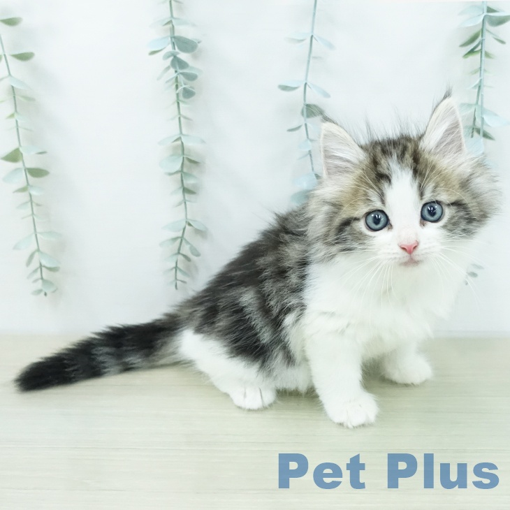 ノルウェージャンフォレストキャットの写真2