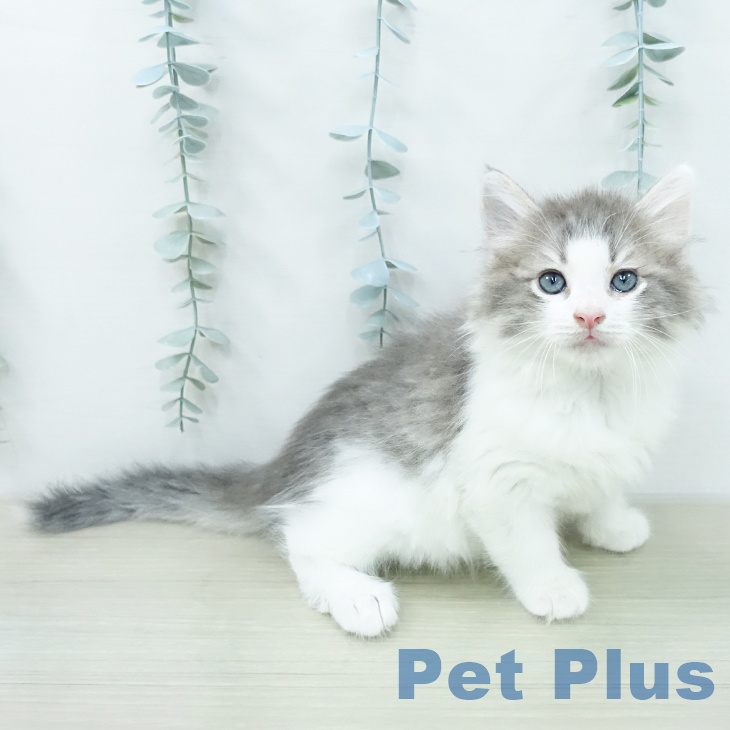 ノルウェージャンフォレストキャット