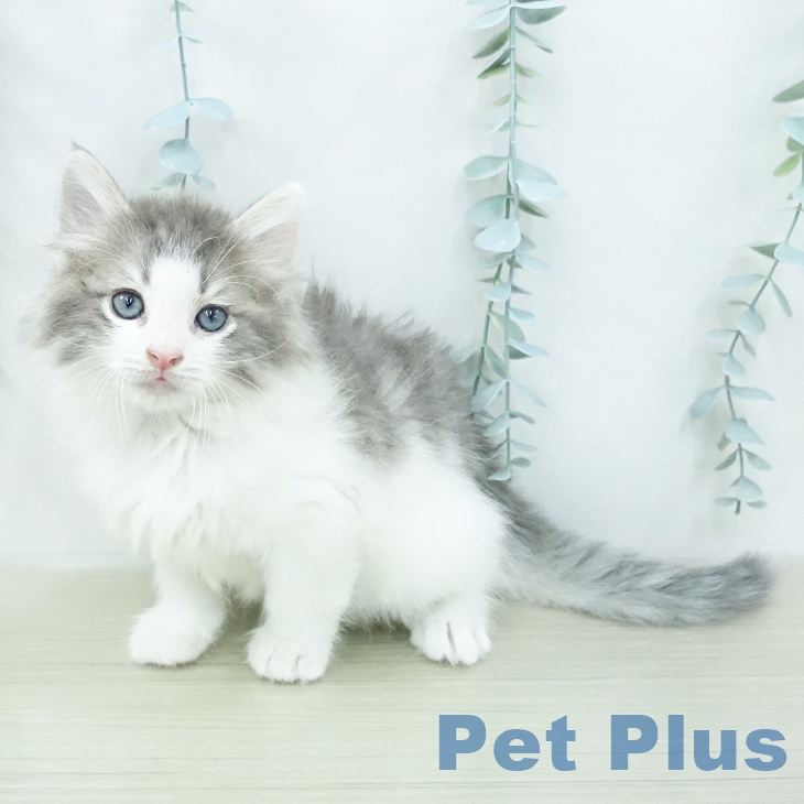ノルウェージャンフォレストキャット