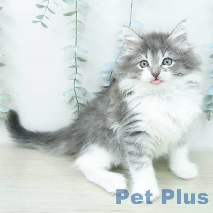 ノルウェージャンフォレストキャット