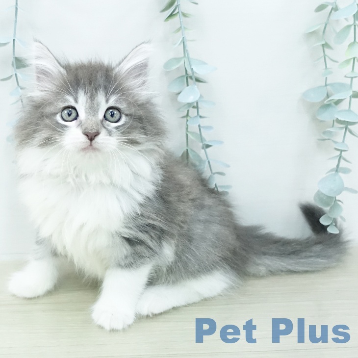 ノルウェージャンフォレストキャット