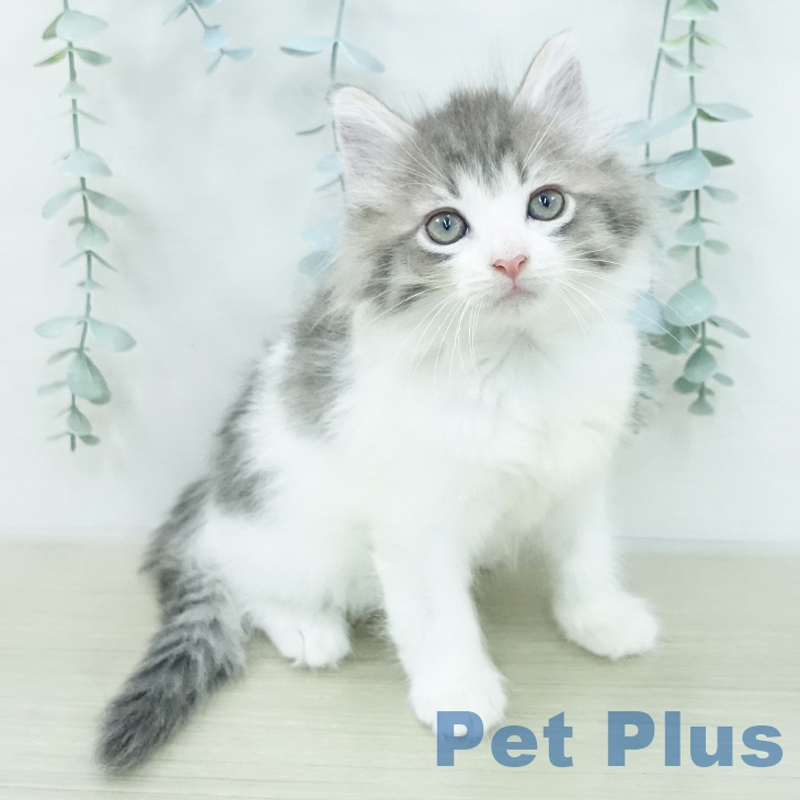 ノルウェージャンフォレストキャット