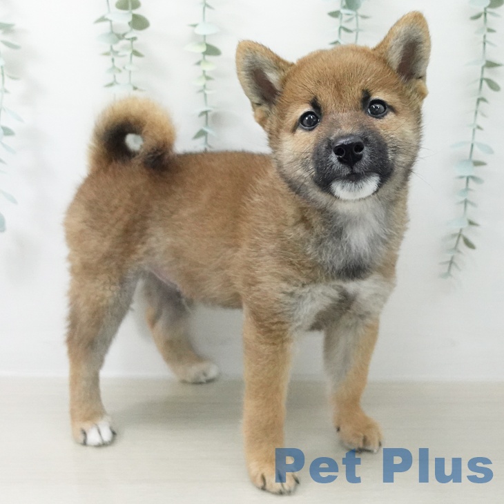 埼玉県の柴犬(標準サイズ) (ペットプラス 浦和美園店/2026年5月25日生まれ/男の子/赤)の子犬の1枚目の画像