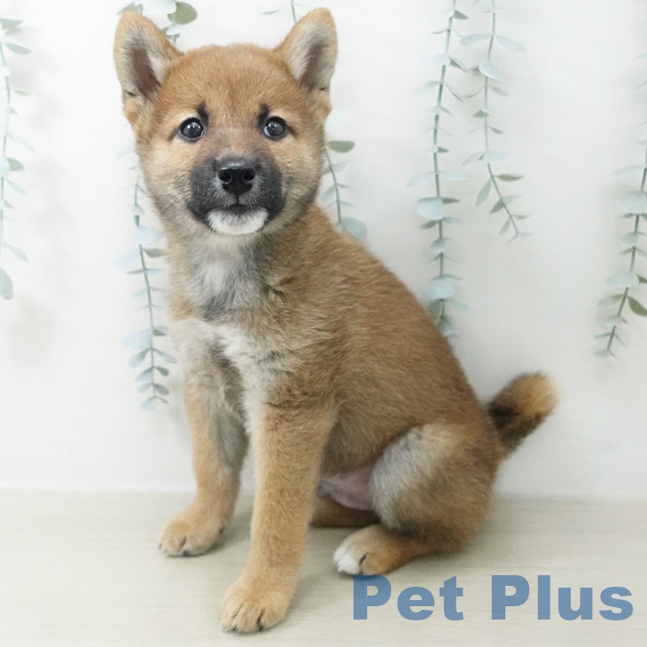 埼玉県の柴犬(標準サイズ) (ペットプラス 浦和美園店/2026年5月25日生まれ/男の子/赤)の子犬の2枚目の画像